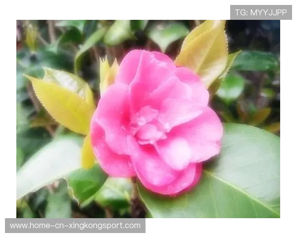 凯尔登强突制造突破口,圣城逐渐打回悬念